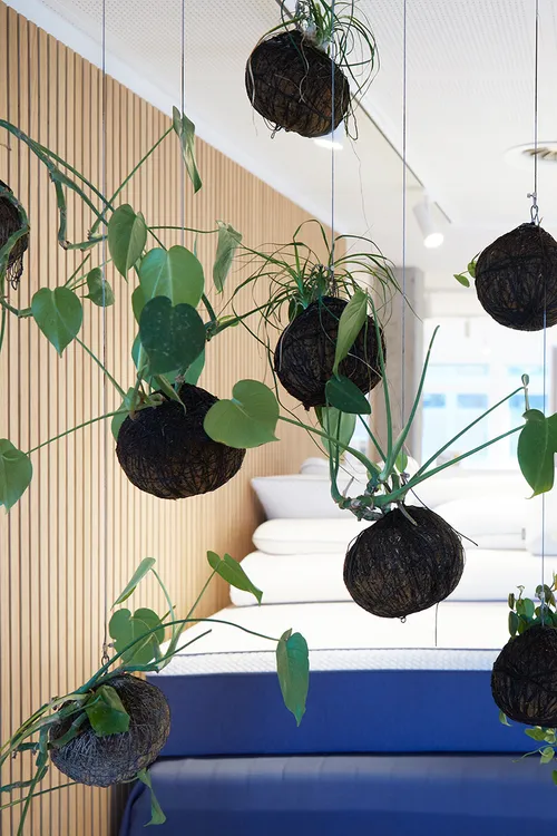 Plants hanging from the ceiling in a room with pillows and mattresses